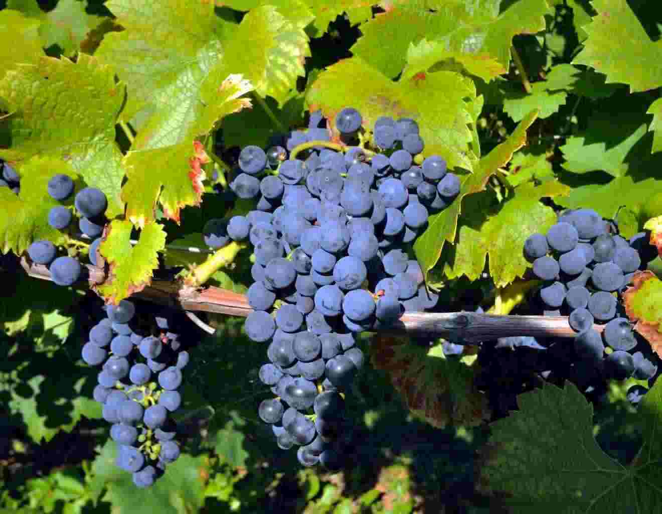 Uva da vino Nero d'Avola D.O.C.