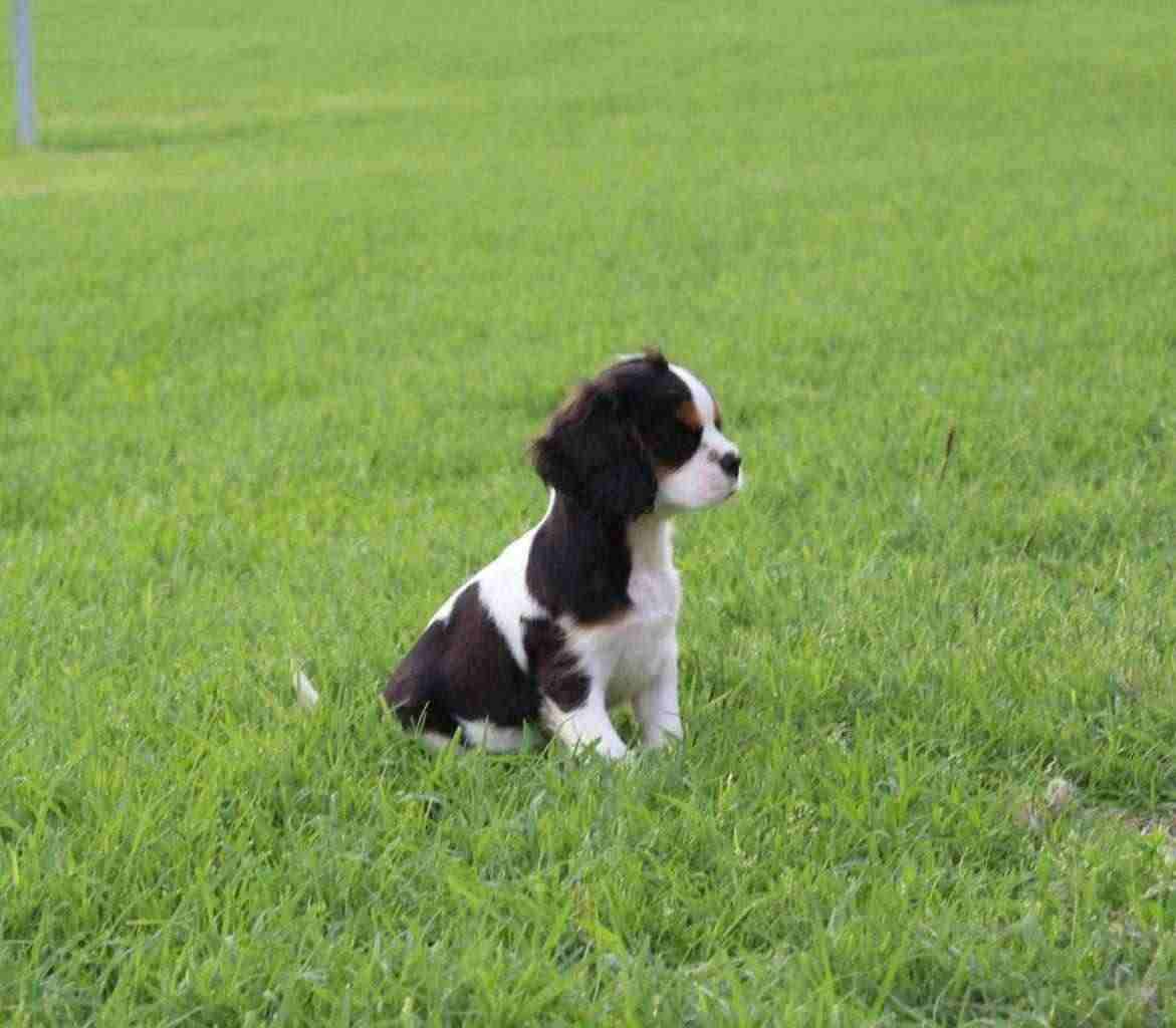 cucciolo di cavalier king con pedigree