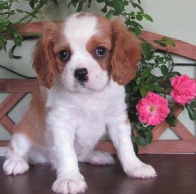 Cani cavalier king bianco arancio
