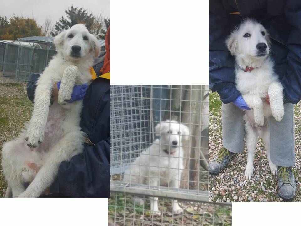 BIRILLO 5mesi cuccioletto maremmano