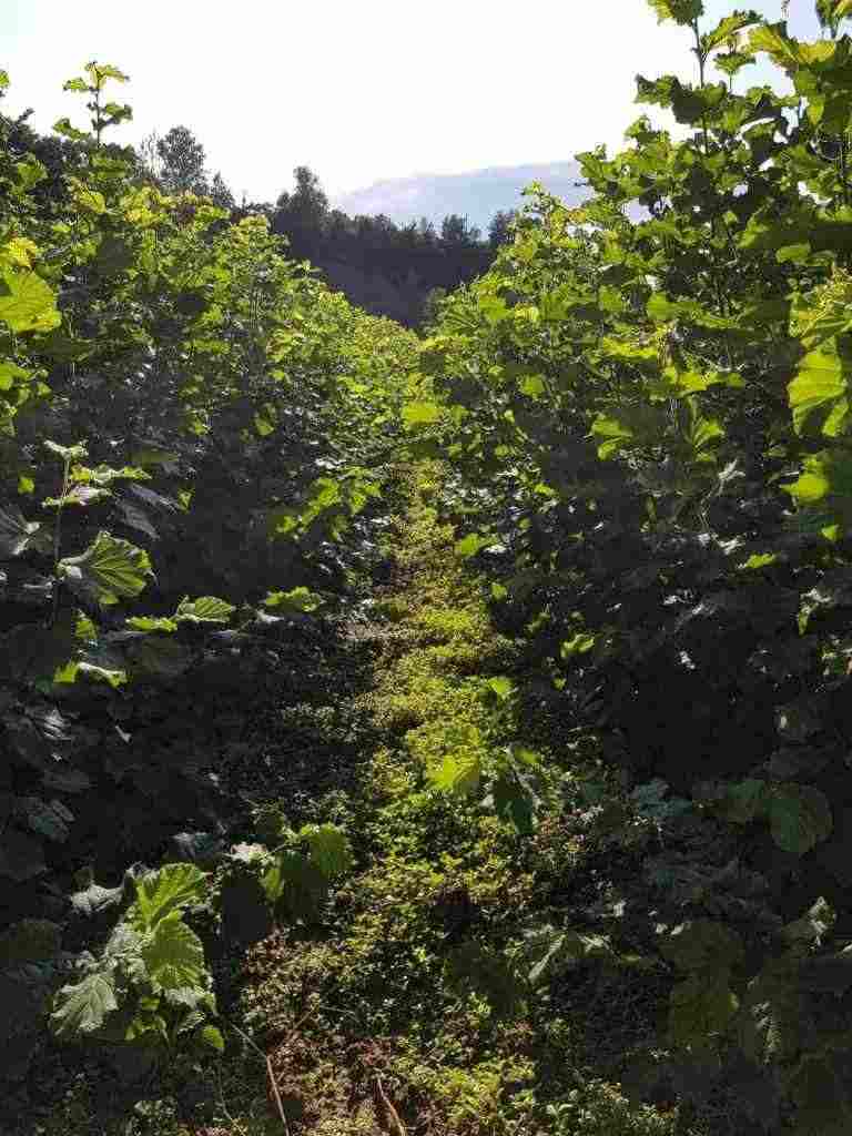 VENDO PIANTINE DI NOCCIOLO TONDA GENTILE DELLE LANGHE -TRILOBATA