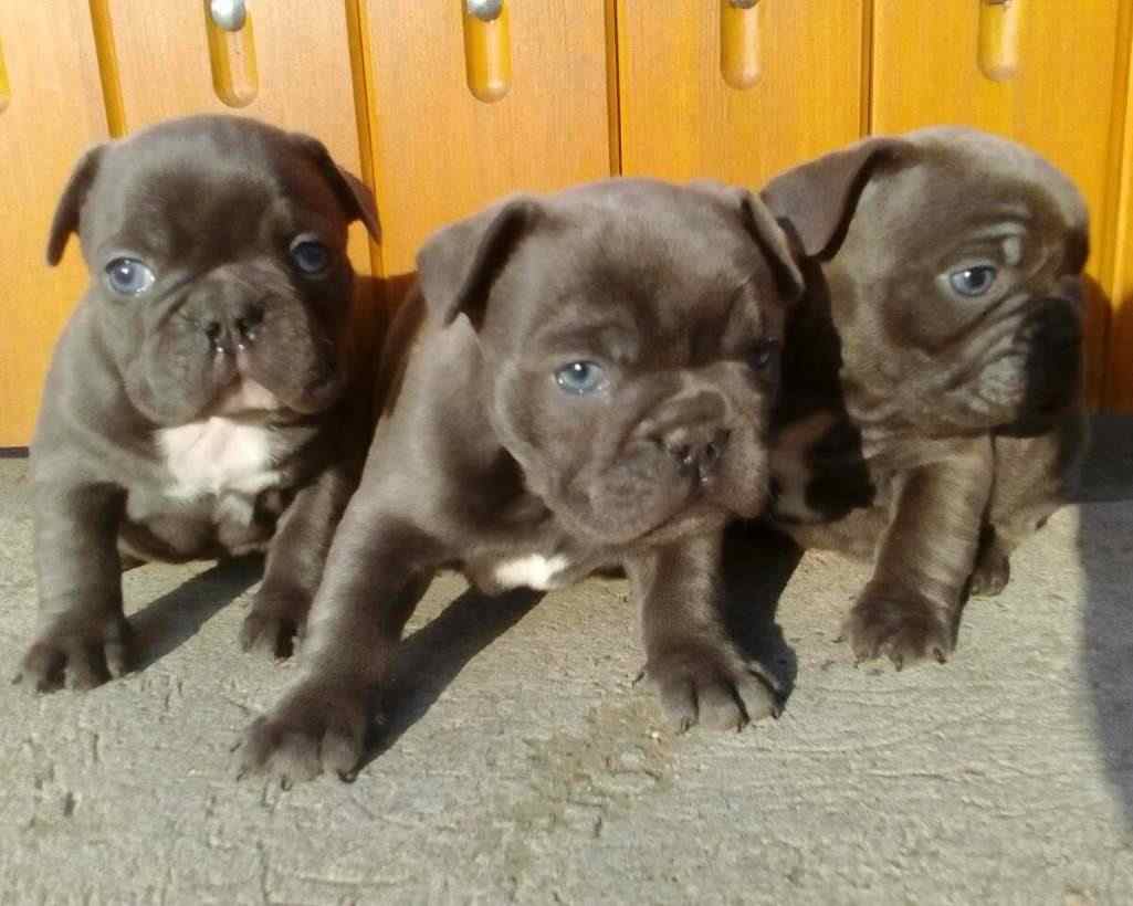 SPLENDIDI CUCCIOLI  BOULEDOGUE FRANCESE 