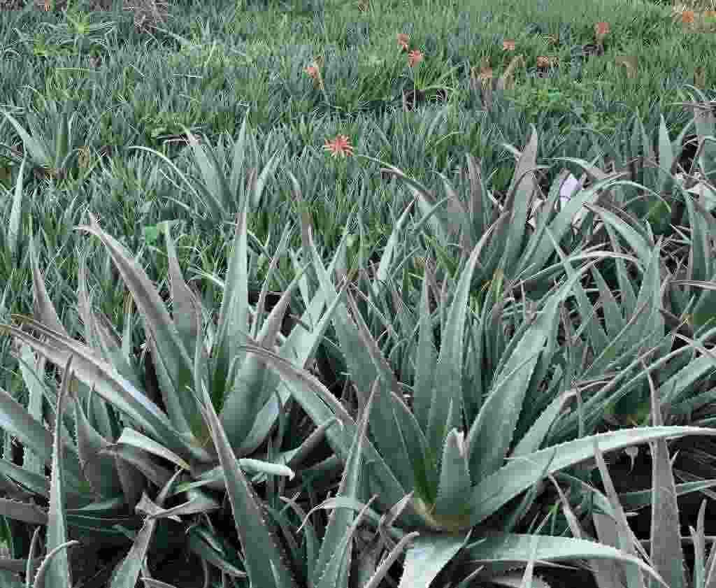 Vendita al dettaglio e all'ingrosso di foglie, talee e piante di Aloe Vera b.miller e arborescen