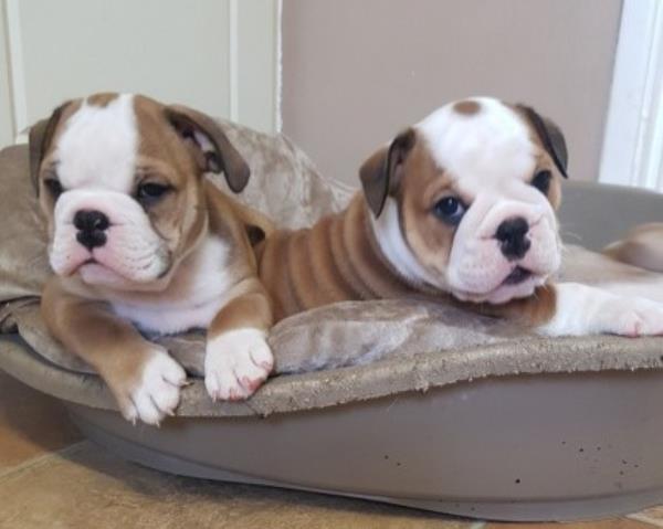 Cucciolata Di Bulldog Inglese due mesi