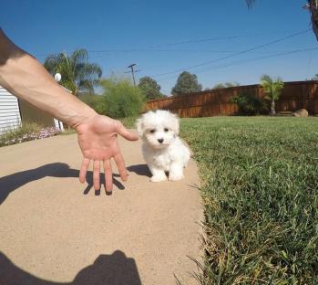 Cuccioli Maltese Mini Toy Puri