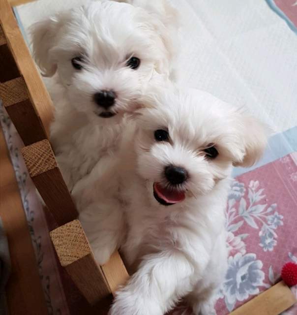 MALTESI BELLISSIMI CUCCIOLI CON PEDIGREE