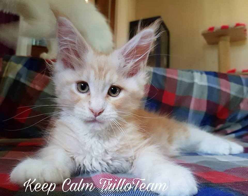 Cuccioli Maine Coon da allevamento