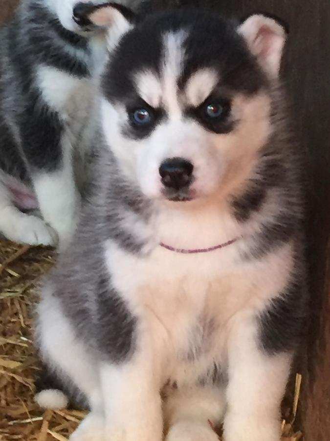 KUCCIOLI DI SIBERIAN HUSKY KON PEDIGREE ENCI.