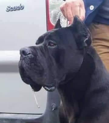 Cane corso Cuccioli da Allev. Riconosciuto ENCI