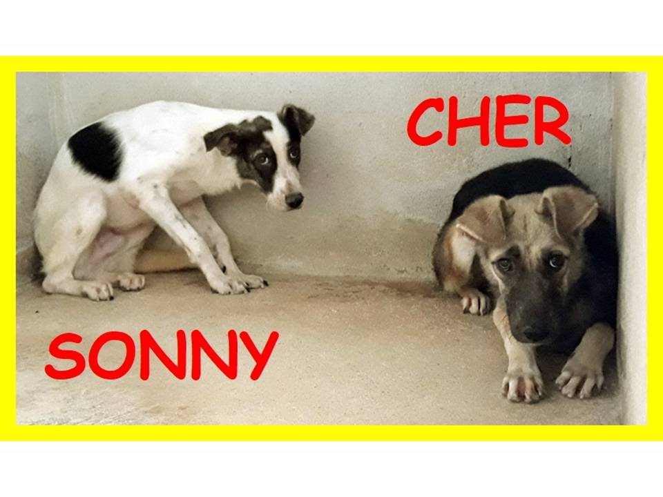 SONNY e CHER 1anno cuccioloni spaventati!