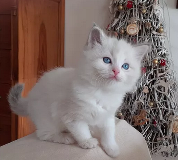 Cuccioli Ragdoll puri con Pedigree