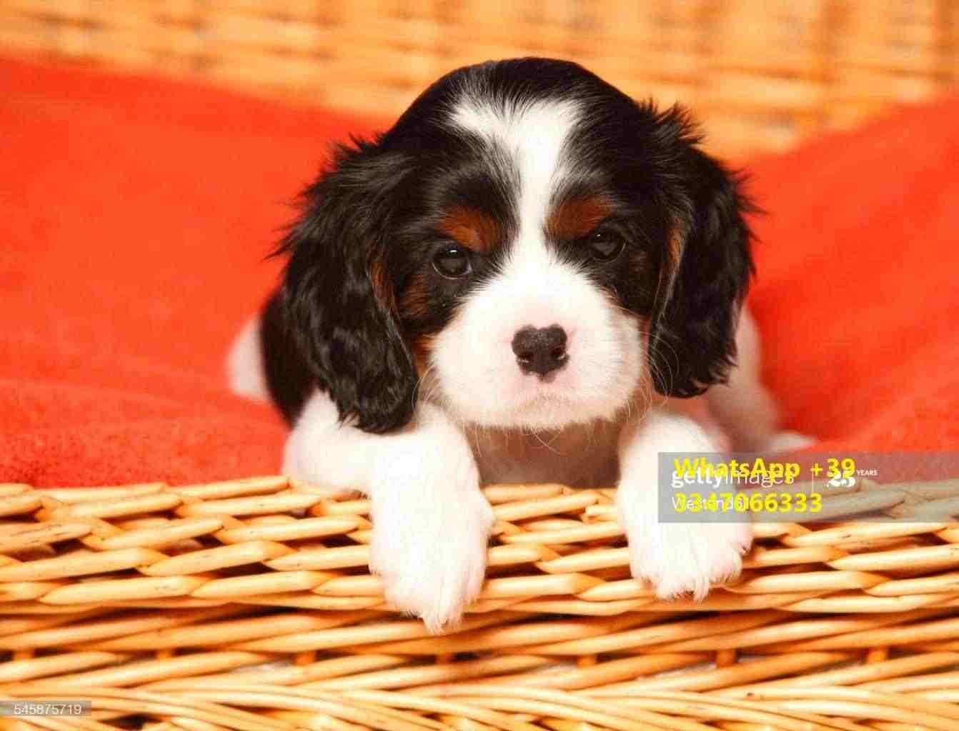 Cavalier King Charles