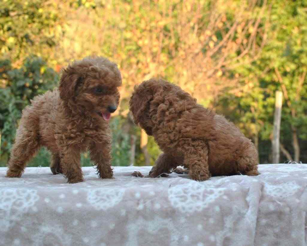 CUCCIOLI DI BARBONCINO TOY