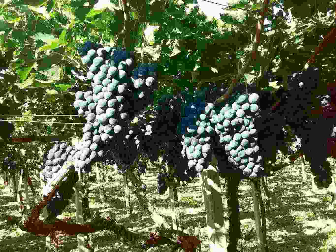 Vendo Uva uva da vino a bacca rossa (Montepulciano e Merlot)