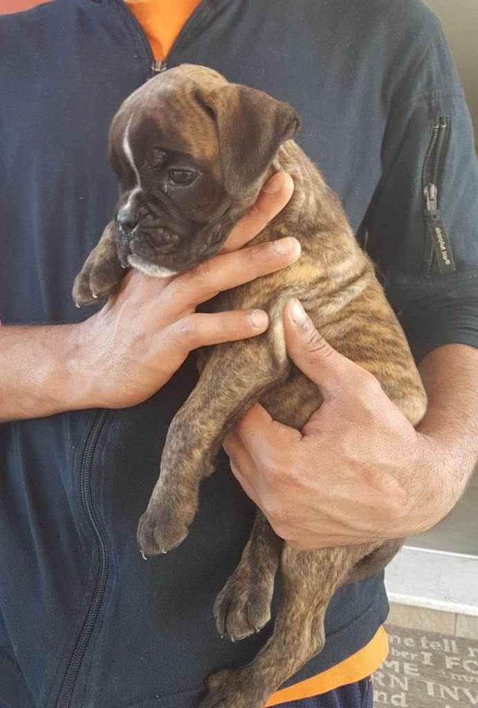 DOLCE CUCCIOLO MASCHIO TIGRATO BOXER ALTA GENEALOGIA