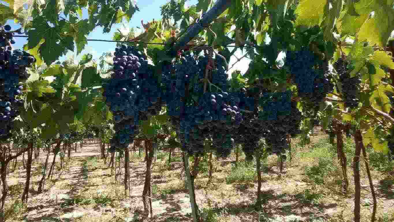 Uva da vino Montepulciano d'Abruzzo
