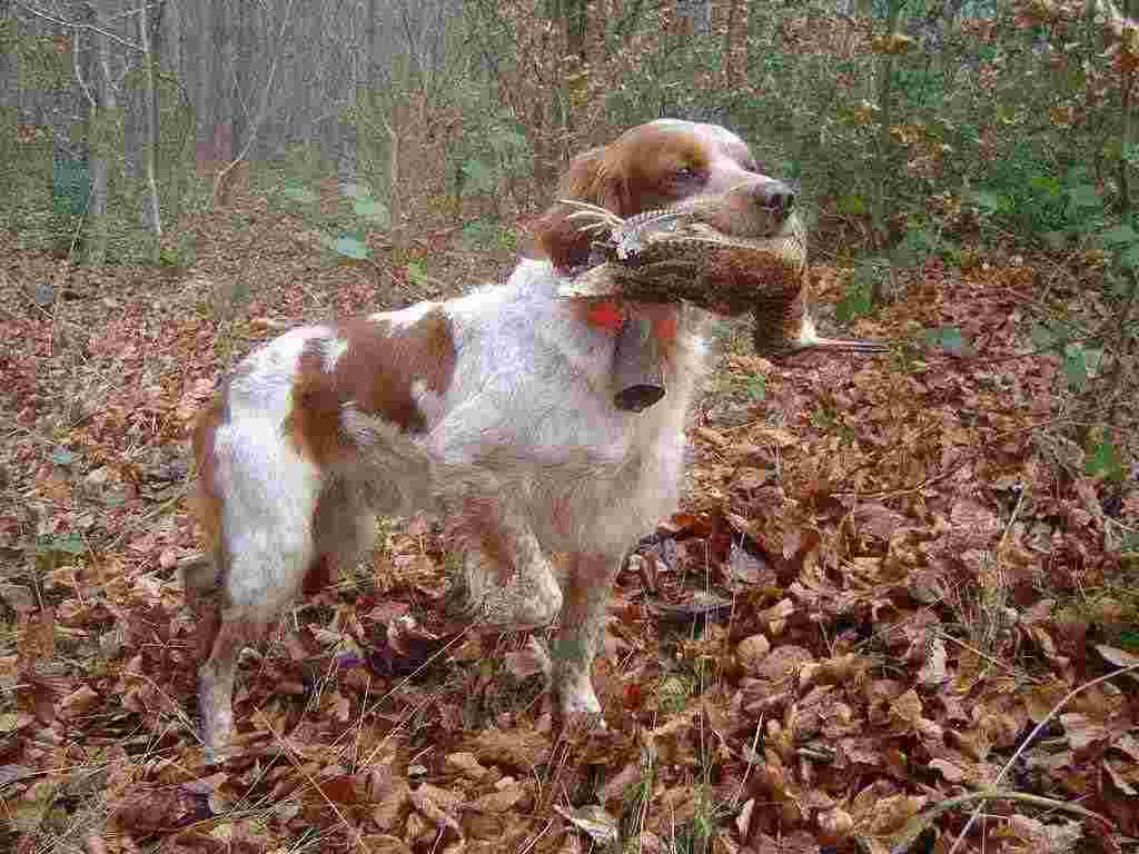 EPAGNEUL BRETON MASCHIO E CUCCIOLI