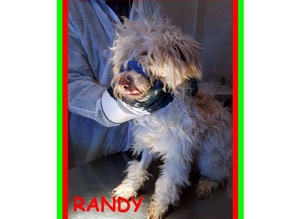 Aiuto per RANDY 10mesi lagotto con mascella fratturata