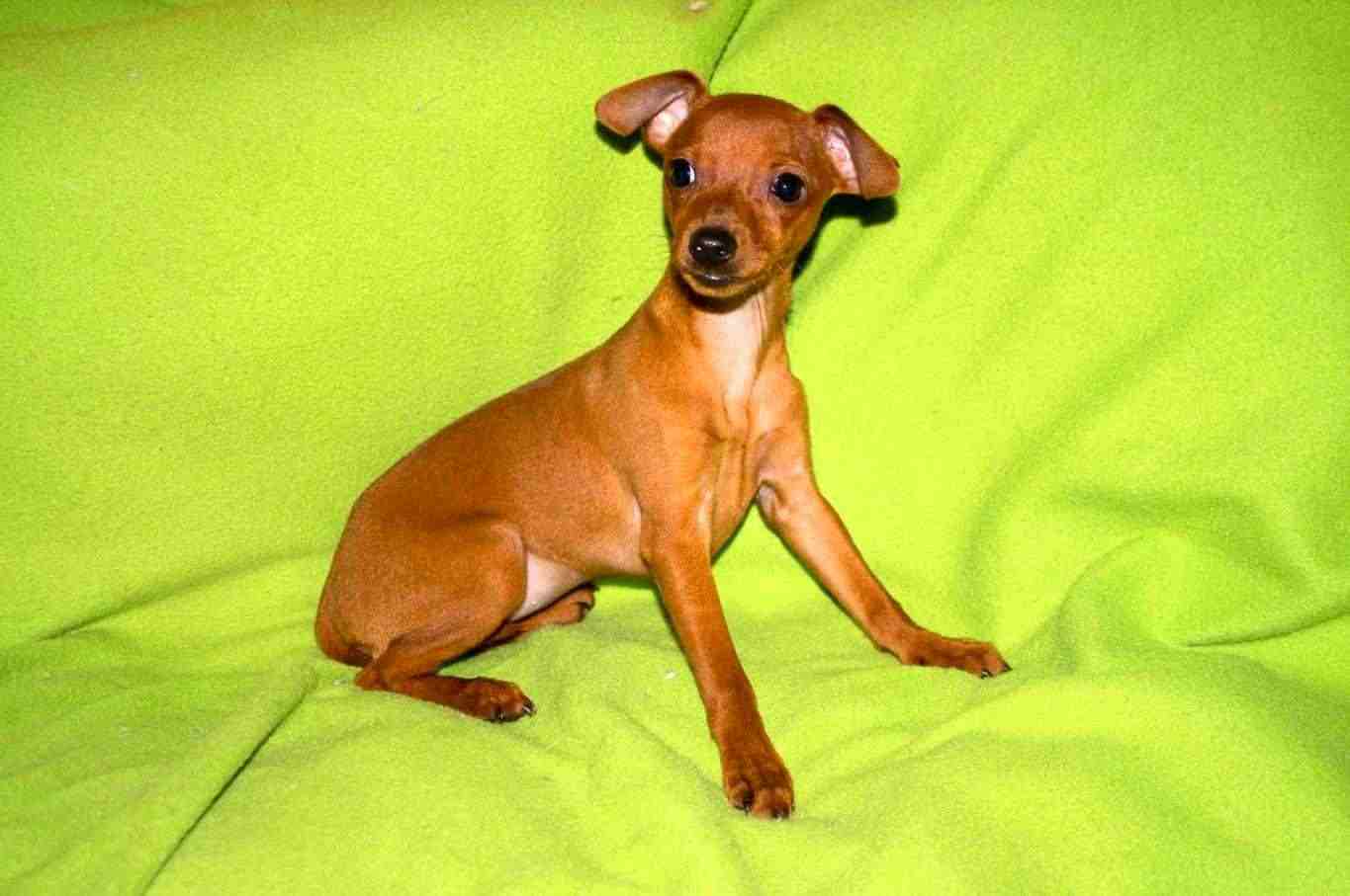 Pinscher nano, cucciolo femmina di taglia molto piccola 