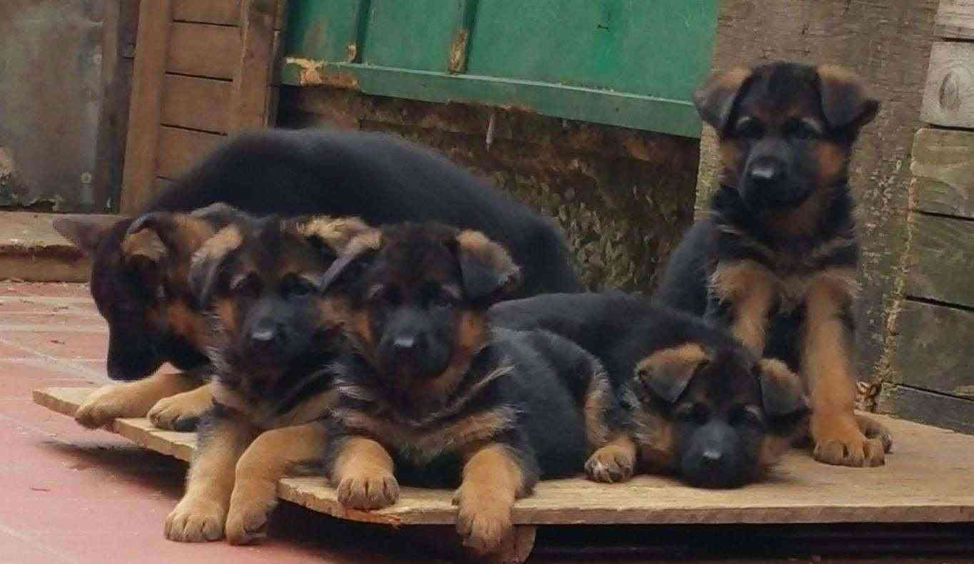 Cuccioli di Pastore tedesco