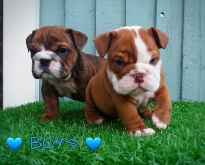 Cuccioli di Bulldog inglese con pedigree 100% ITALIA