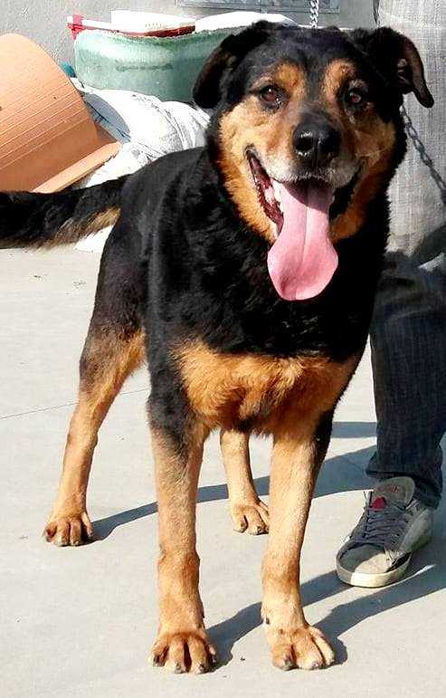 GOLIA.... SPETTACOLO DI CANE DAL CARATTERE MOLTO EQUILIBRATO