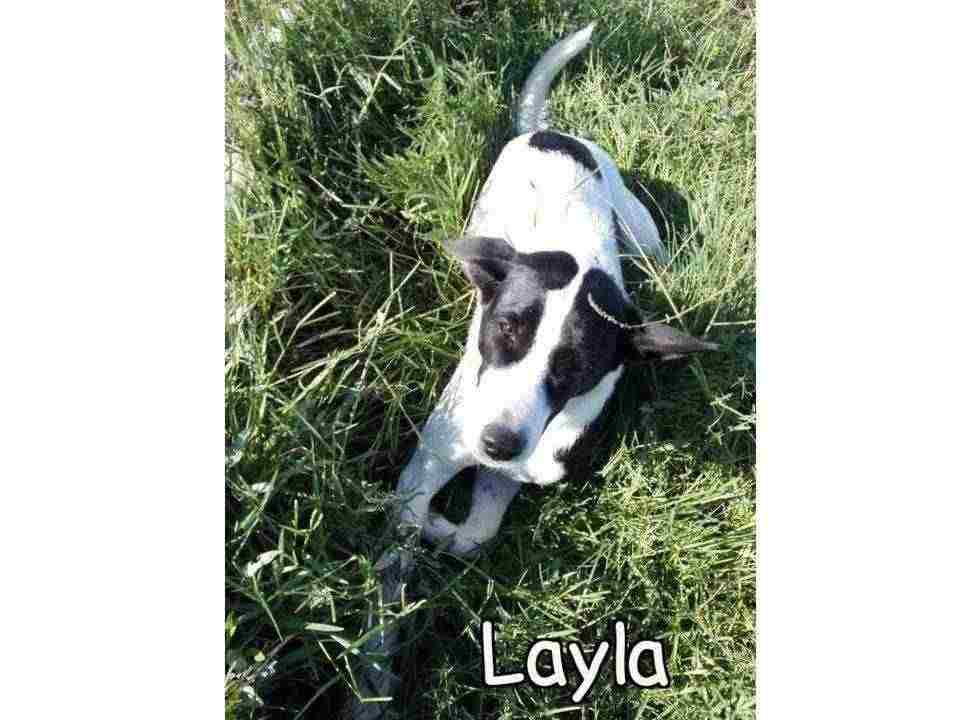 LAYLA 2anni affettuosa tg media