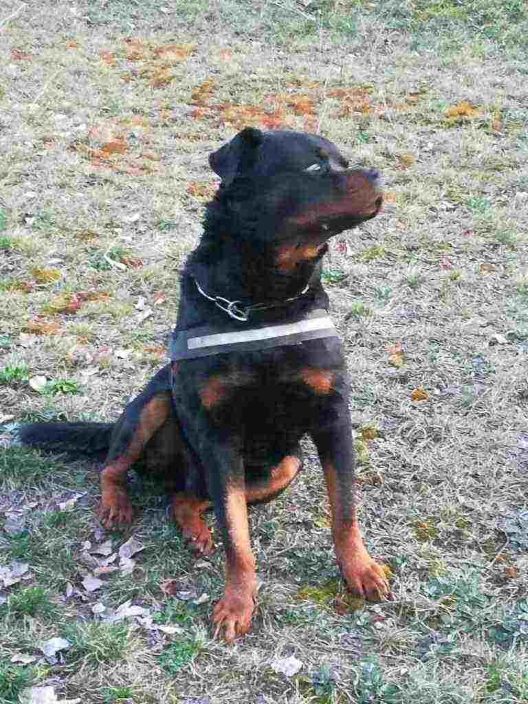 ROTTWEILER MASCHIO PER ACCOPPIAMENTO