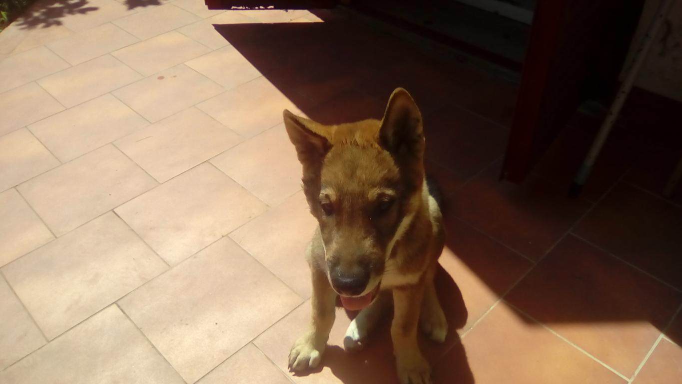 Disponibili cuccioli di Shikoku ken pedigree ENCI