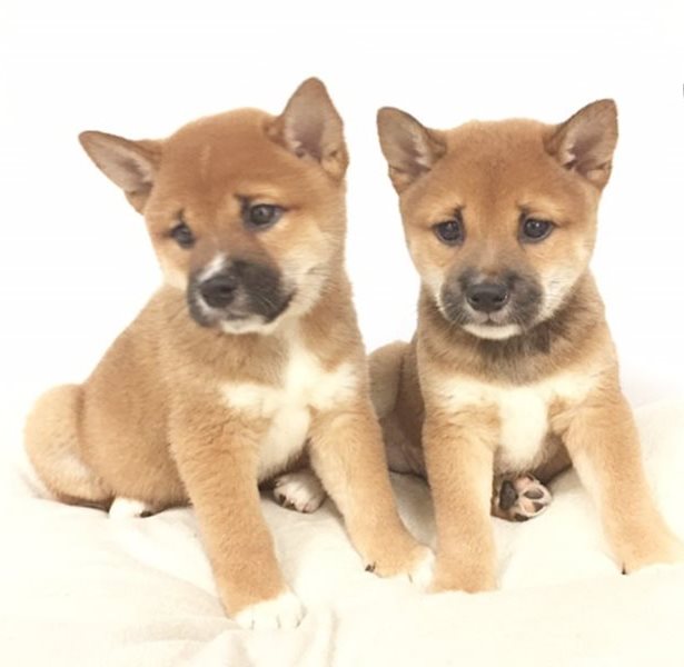 Shiba Inu cucciolini