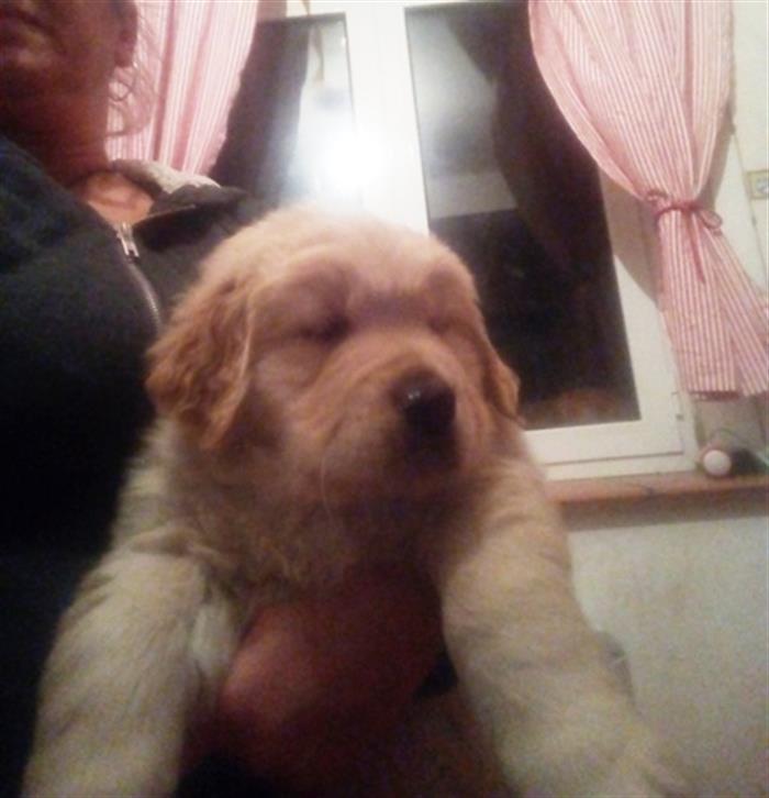 GOLDEN RETRIEVER CUCCIOLI 