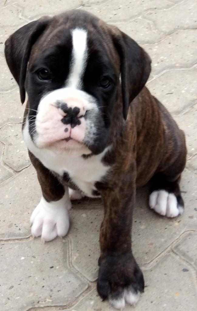 boxer maschio tigrato cucciolo 