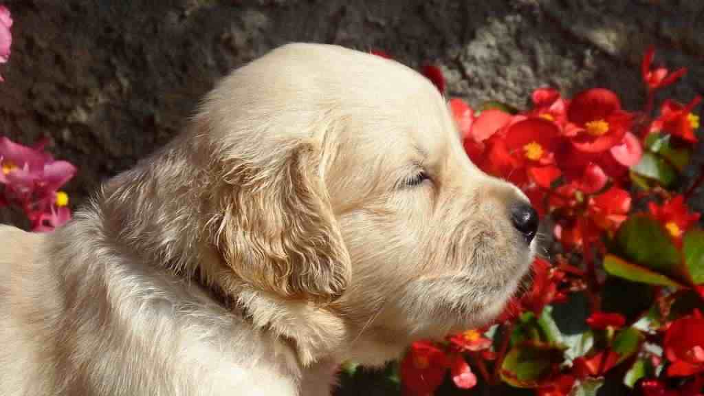 DISPONIBILI BELLISSIMI CUCCIOLI GOLDEN RETRIEVER