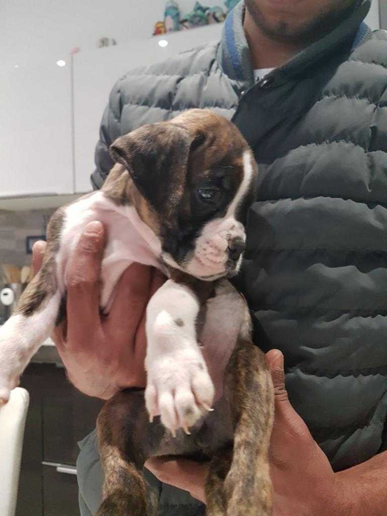 DISPONIBILE CUCCIOLO DI BOXER MASCHO TIGRATO PEDIGREE ENCI