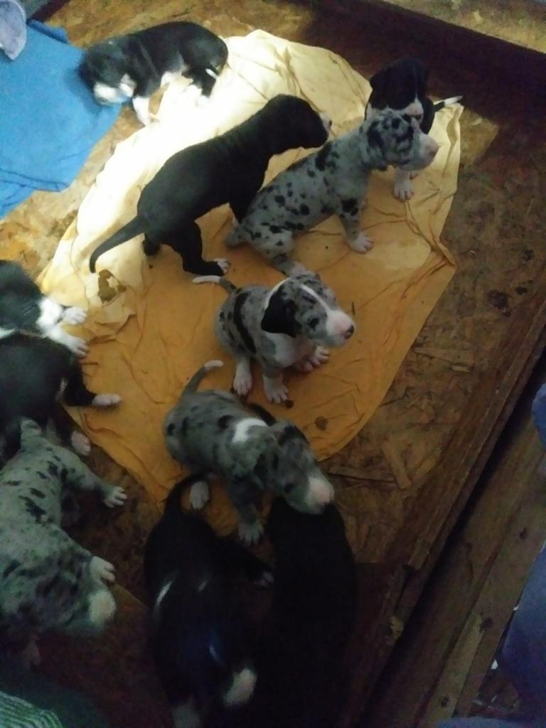 Cuccioli di Alano arlecchino e grigi
