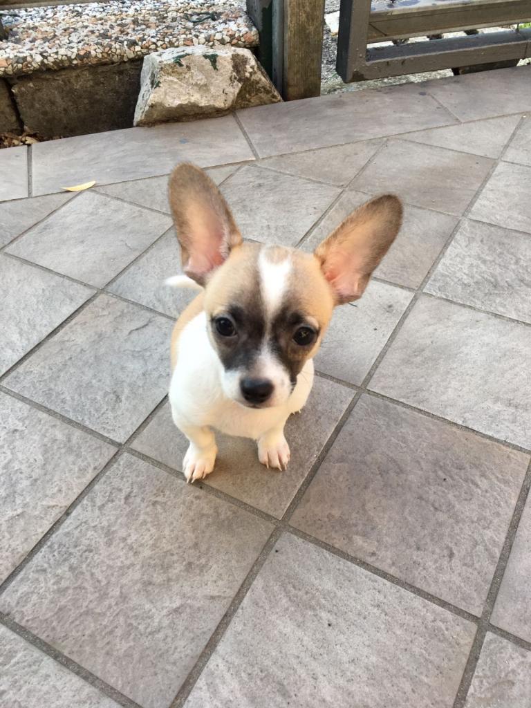 Cucciolo di chihuahua 