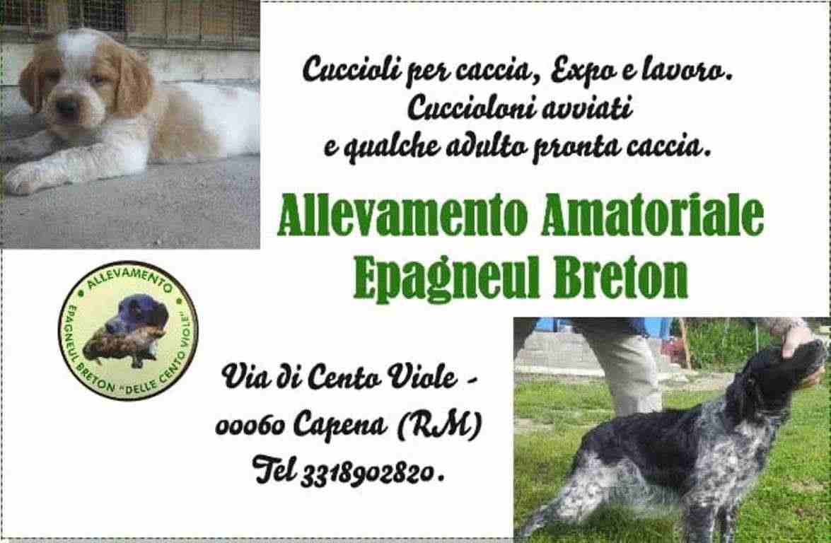 Allevamento Amatoriale Epagneul Breton