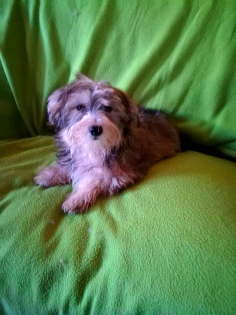 Morkie, cucciolo maschio di taglia piccola