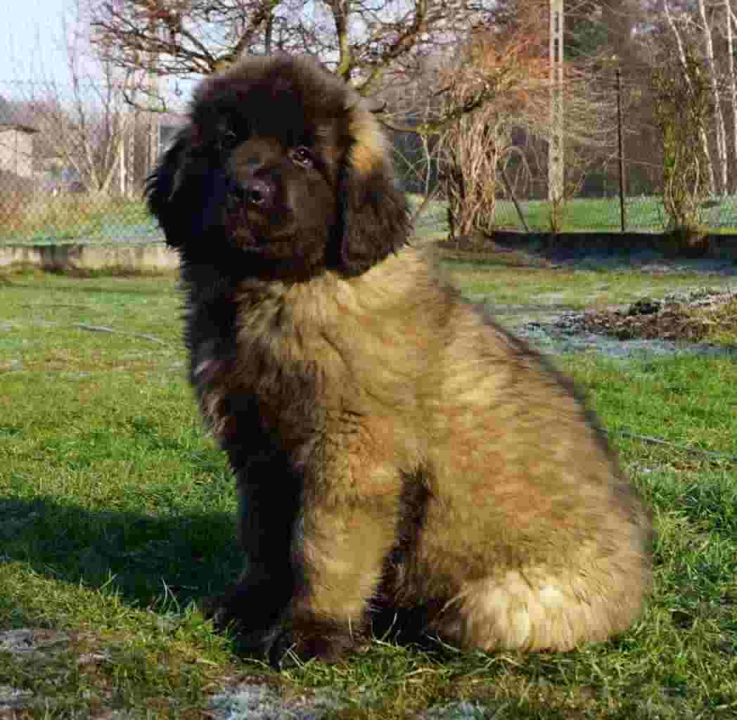 ULTIMI KUCCIOLI LEONBERGER DISPONIBILI