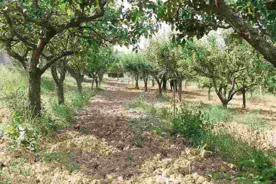 Terreno edificabile GUARDIAGRELE