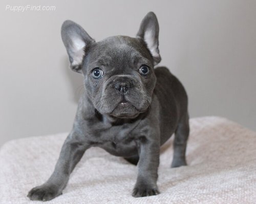 CUCCIOLI BULLDOG FRANCESE CON PEDIGREE