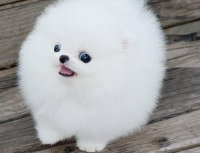 cuccioli volpino pomeranian