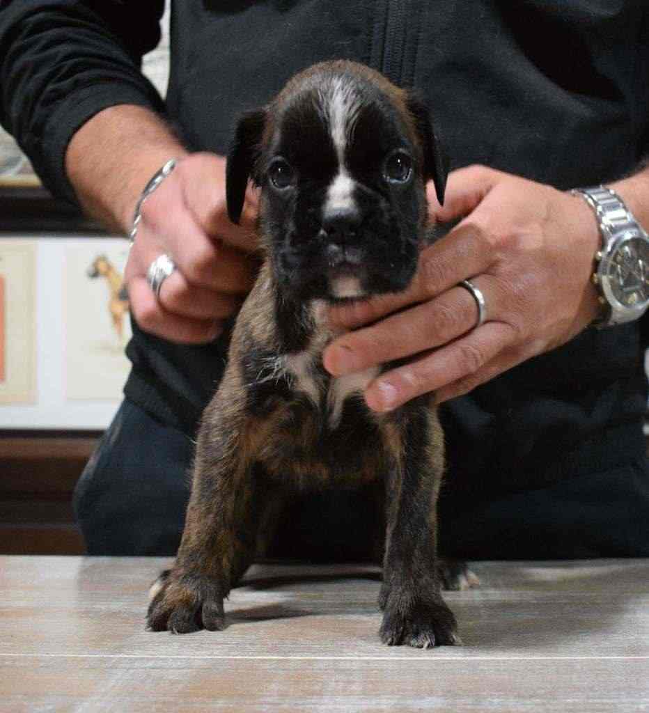 stupendi cuccioli di boxer