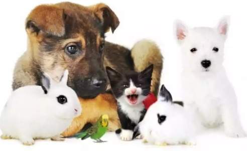 Pensione Casalinga per Animali / Pet Sitter