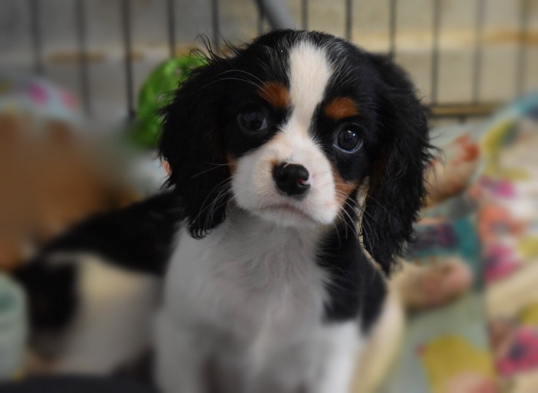 Cavalier King Charles Spaniel cuccioli