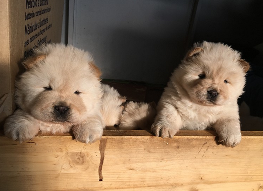 Due cuccioli di Chow Chow 