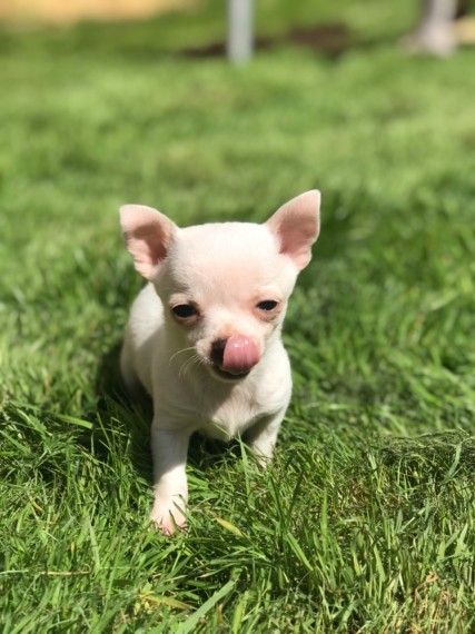  Chihuahua mini toy 2 mesi