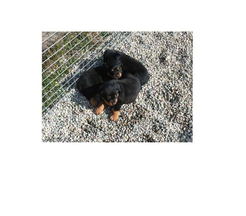 Rottweiller fantastici cuccioli