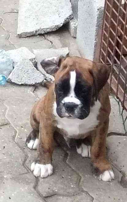 boxer cucciolo maschio tigrato