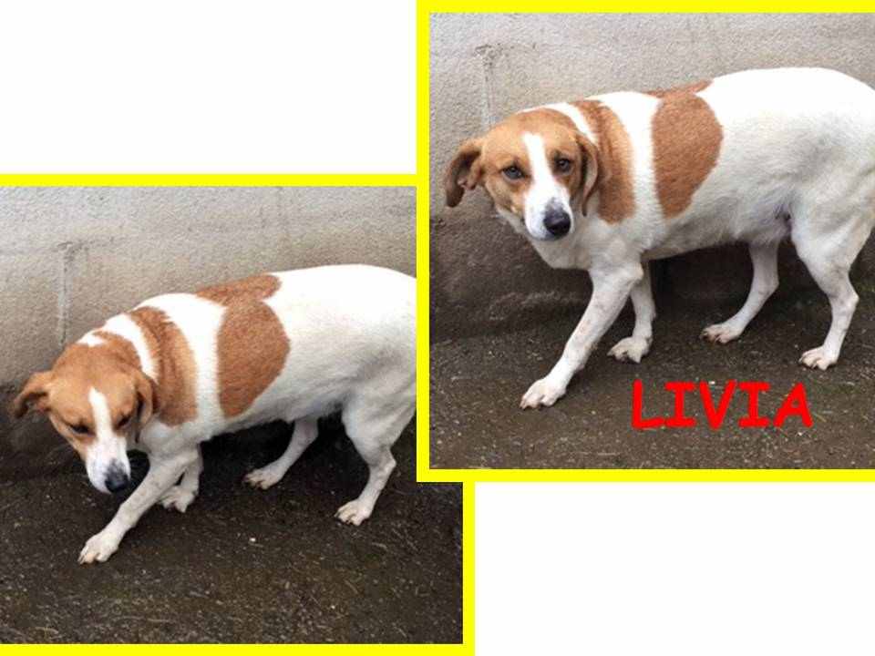 LIVIA 5anni una cagnolina qualunque...spaventata